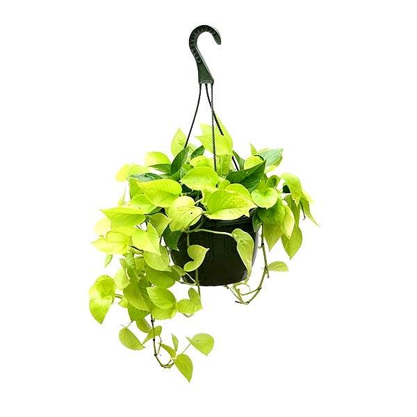 Money Plant